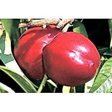 Amiga Nektarin Fidanı