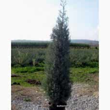 Yetişkin Kara selvi