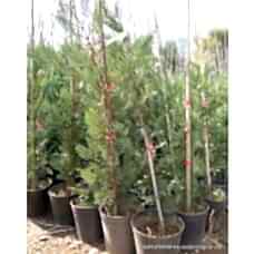 Leylandi Ağacı Aşılı