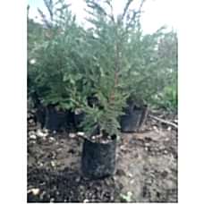 Leylandi Ağacı Tüplü