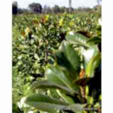 Manolya Fidesi (Grandflora)