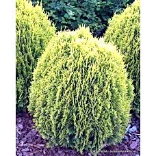 Mazı Ağacı Fidanı