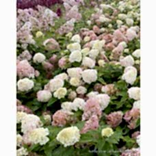 İthal Saksılı Ortanca Bitkisi