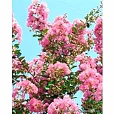 Oya Ağacı ( Kırmızı çiçekli)