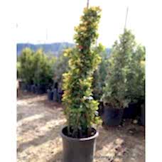 Piramit Altuni Aşılı Taflan