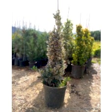 Piramit Kıtır Gümüşi Aşılı Taflan