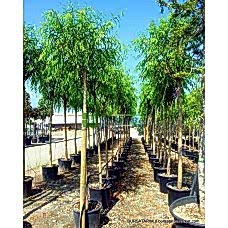 Salkım Söğüt Ağacı