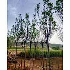 Yetişkin Akasya Ağacı