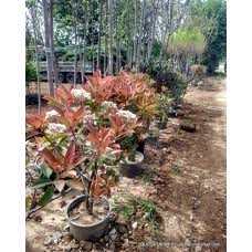 Yetişkin Alev Ağacı