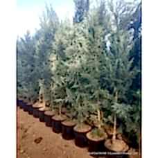 Yetişkin Mavi Selvi Ağacı