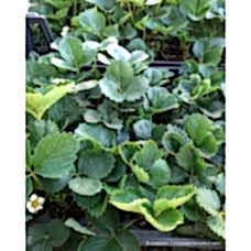 Albion Çilek Fidesi x45'li  Viyol