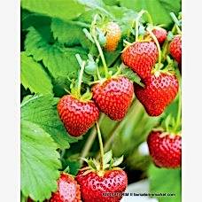 Albion Çilek Fidesi x10'lu Demet