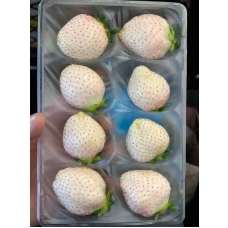 Beyaz Çilek Fidesi Saksılı