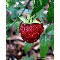 Çilek Ahududu Fidanı