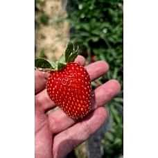 Rubigen Çilek Fidesi 10'lu