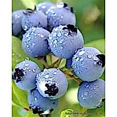 1 Yaşlı Chandler Yaban Mersini Fidanı ( Likapa - Mavi Yemiş )