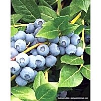 1 Yaşlı Duke Yaban Mersini Fidanı ( Likapa )