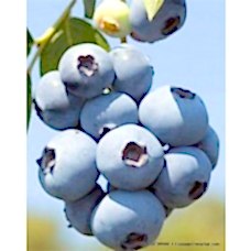 1 Yaşlı Earliblue Yaban Mersini Fidanı ( Likapa - Mavi Yemiş )