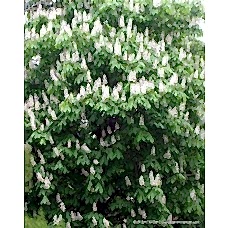 Yetişkin At Kestanesi Ağacı