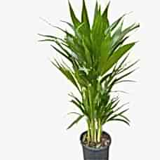 Areca 60-80cm

