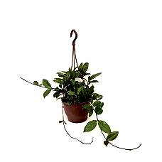 hoya cornasa, parfüm kokulu çiçek açan bitki 40-50cm
