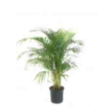 areca, areka palmiyesi, salon bitkisi 130-140 cm
