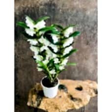 dendrobium orkide beyaz renk kokulu 50-60 cm boyunda
