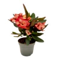 Eforbia milli dikenler tacı
