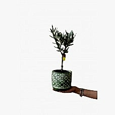 zeytin minyatür dekoratif saksıda 40-50cm
