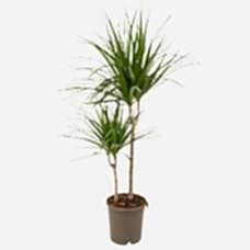 Marginata 2li  70-80cm
