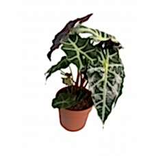 alocasia, melek kanadı, iç mekan bitkisi 45cm
