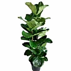 ficus lyrata 130 cm,
