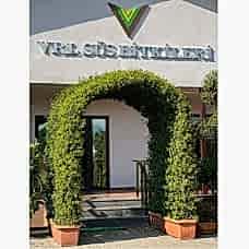 Ark Ryncospermium Jasminoıdes (Ark Form Yasemin)  250 cm
