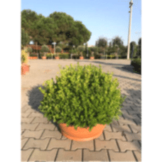 Arrangement Buxus Microphylla (Aranjman Şimşir)
