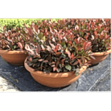 Arrangement Photinia Little Red Robin (Aranjman Bodur Alev)
