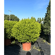 Buxus Faulkner Ball (Top Şimşir) 110+clt 75
