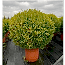 Buxus Faulkner Ball (Top Şimşir) 100+ clt 75
