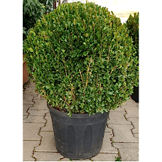 Buxus Faulkner Ball (Top Şimşir) 50 cm
