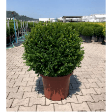 Buxus Faulkner Ball (Top Şimşir) 80 +
