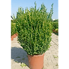 Buxus Faulkner Free Form ( Serbest Şimşir )
