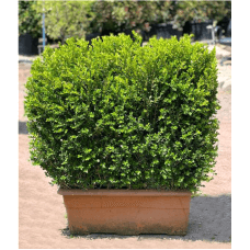 Buxus Faulkner Hedge (Çit Şimşir)
