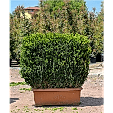 Buxus Faulkner Hedge (Çit Şimşir)
