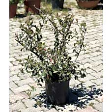Cotoneaster Lacteus (Yayılıcı Dağ Muşmulası) 90/130 cm
