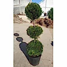 Cupressocyparis Leylandi (Leylandi) 140/150 cm
