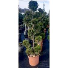 Cupressocyparis Leylandi Pon Pon( Pon Pon Leylandi) 160/170 cm
