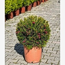 Gravilla (Gravilla) 50 cm
