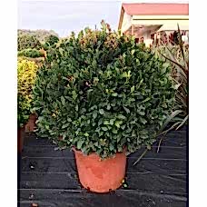 Laurus Nobilis Ball ( Top Defne )
