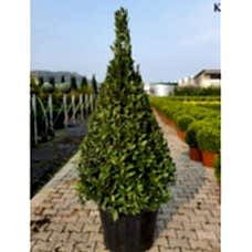 Laurus Nobilis Pyramide ( Piramit Defne )  250 cm
