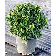 Ligustrum texanum (Kurtbağrı) 50 cm
