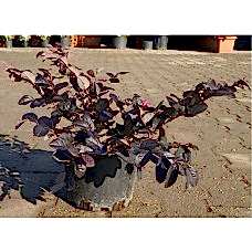 Loropetalum Free Form ( Loropetalum Serbest )
